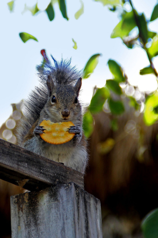 Das Squirrel Eating Cookie Wallpaper 320x480