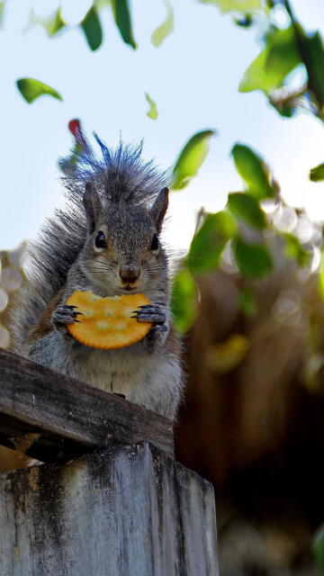 Squirrel Eating Cookie wallpaper 360x640