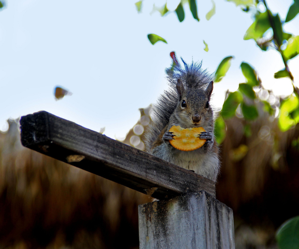 Das Squirrel Eating Cookie Wallpaper 960x800