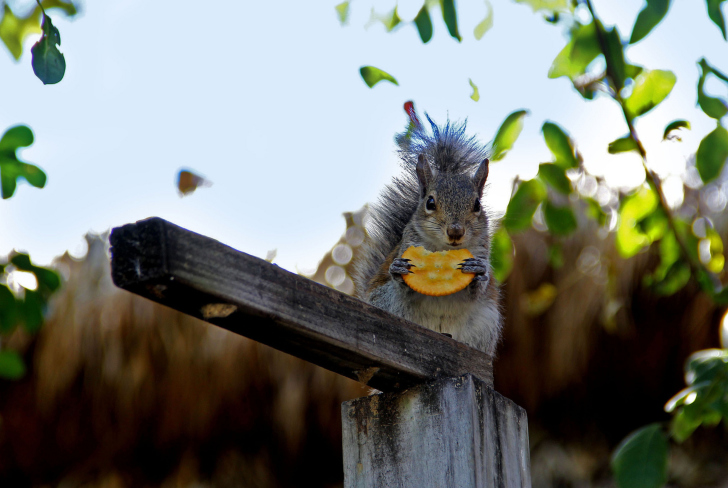 Fondo de pantalla Squirrel Eating Cookie