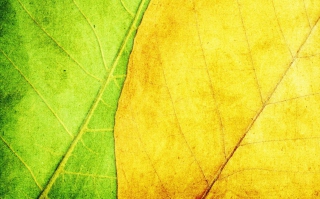 Yellow And Green Picture for Android, iPhone and iPad