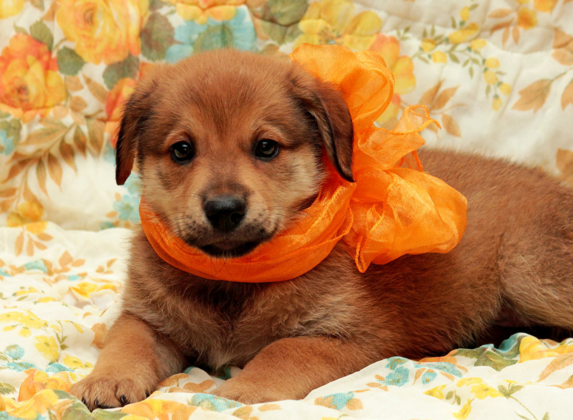 Fondo de pantalla Cute Puppy 1920x1408