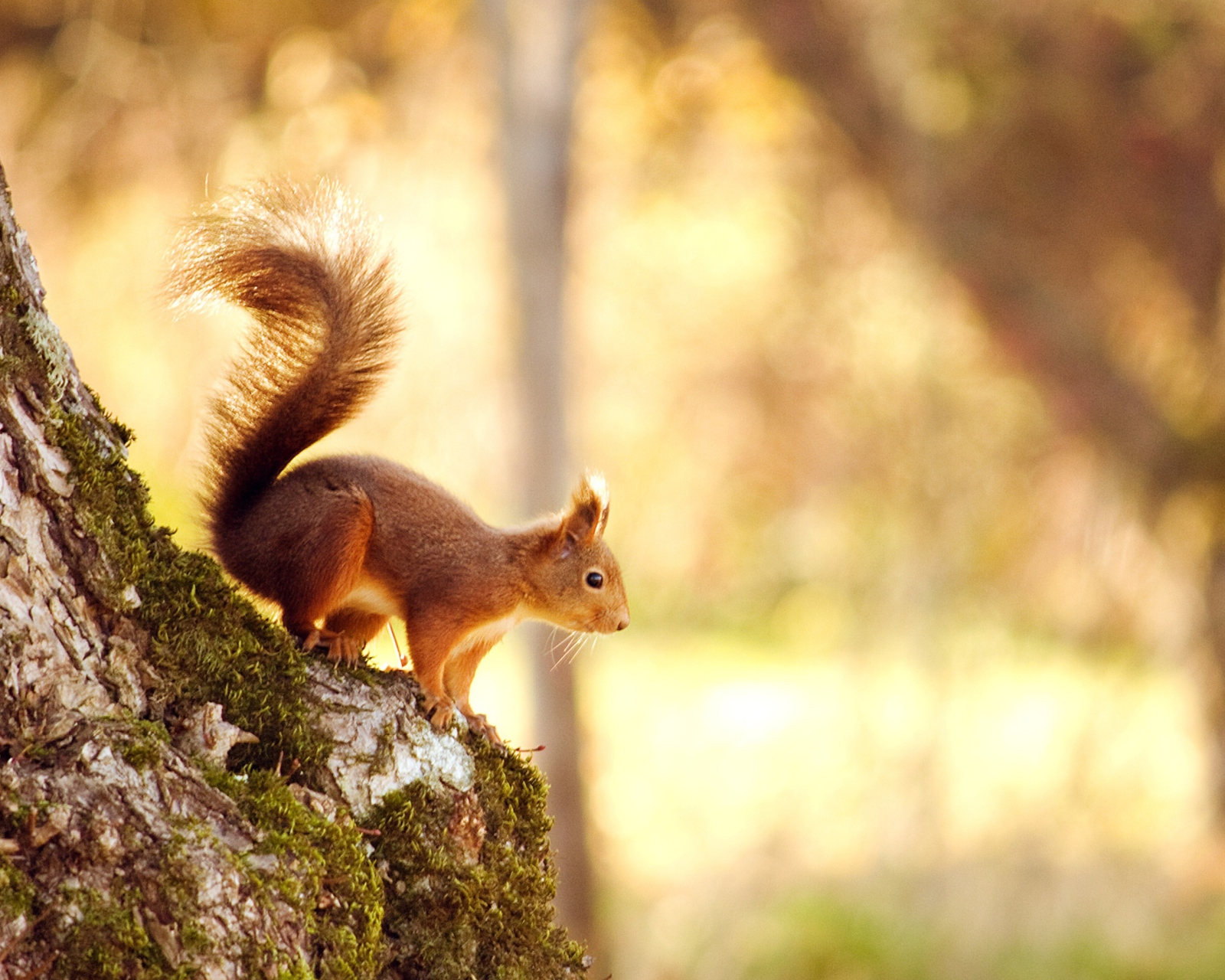 Sfondi Squirrel In Forest 1600x1280