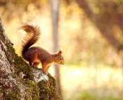 Screenshot №1 pro téma Squirrel In Forest 176x144