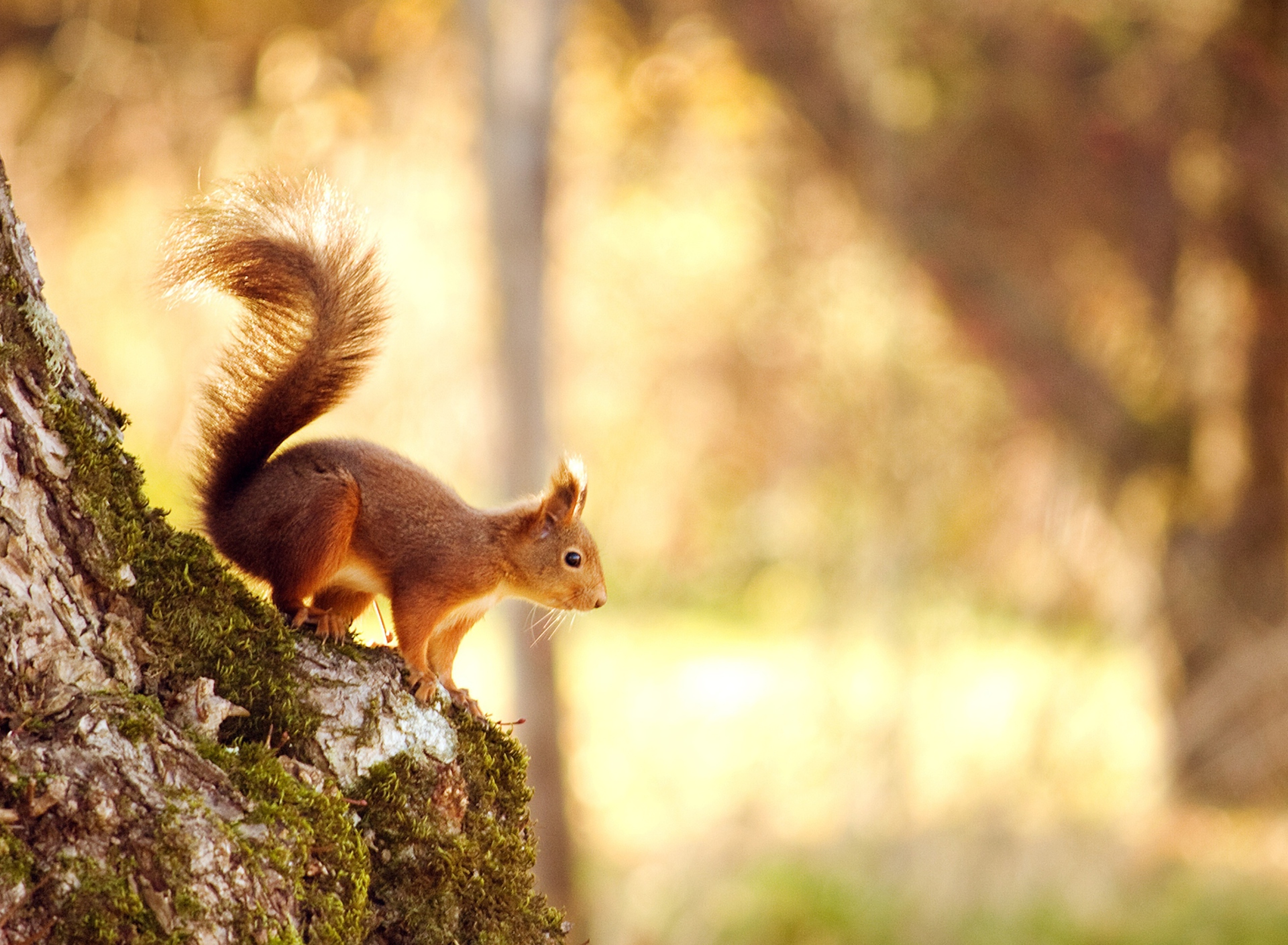 Screenshot №1 pro téma Squirrel In Forest 1920x1408