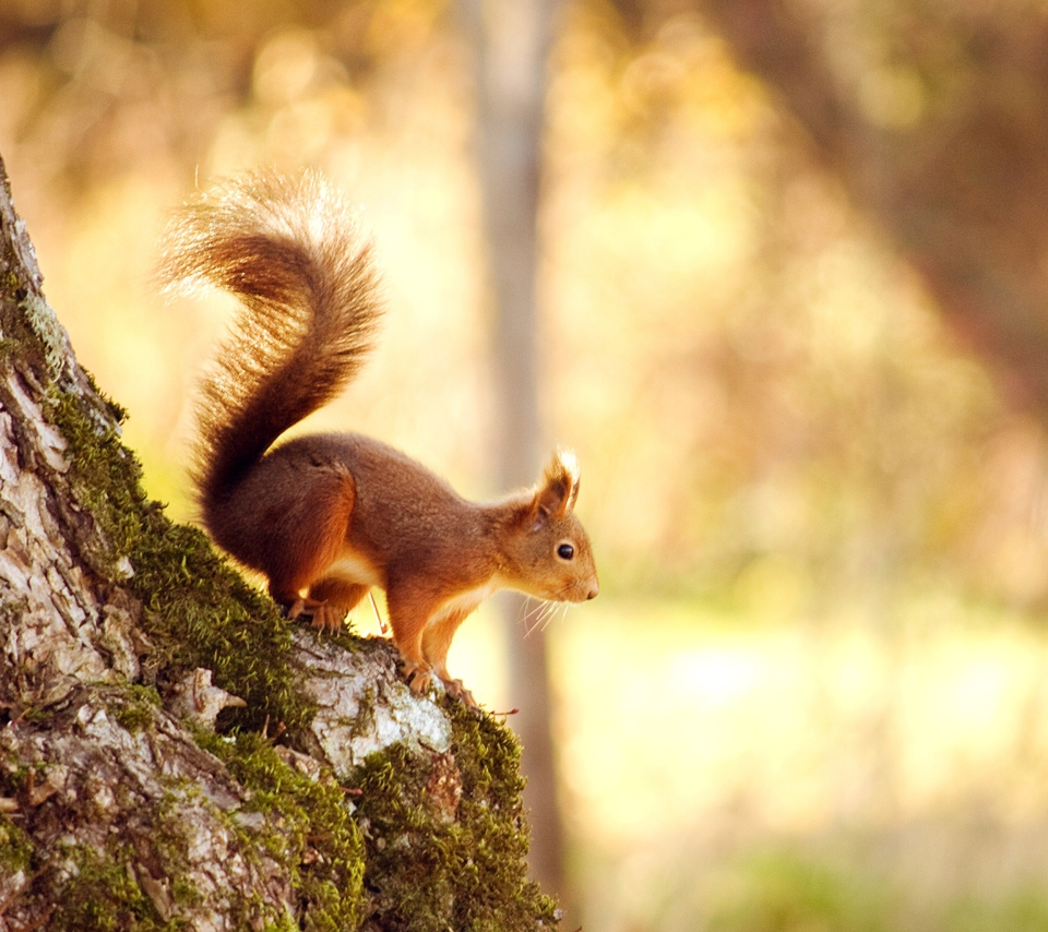 Das Squirrel In Forest Wallpaper 960x854