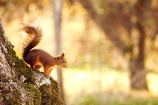 Squirrel In Forest Background for Android, iPhone and iPad