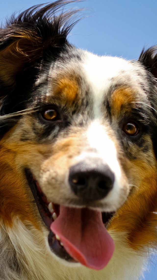 Screenshot №1 pro téma Dog is Best Friend 640x1136