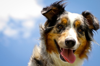 Kostenloses Dog is Best Friend Wallpaper für Android, iPhone und iPad