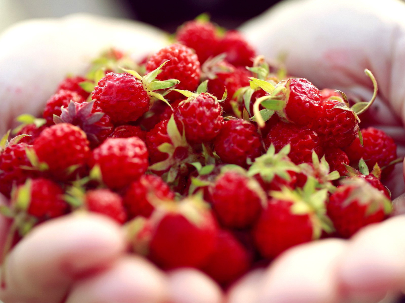 Fondo de pantalla Macro HD Woodland Strawberry 1400x1050