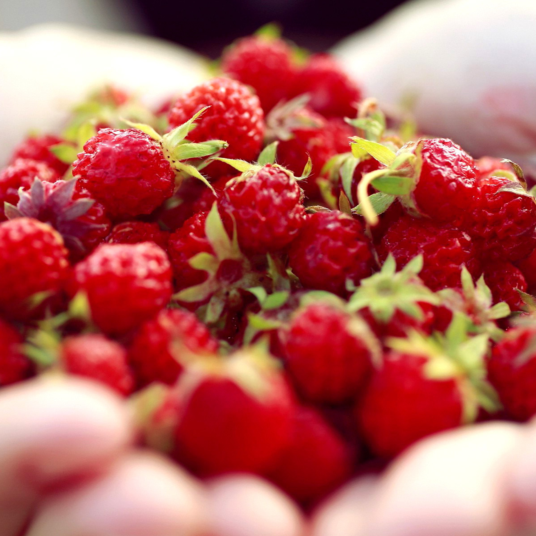 Fondo de pantalla Macro HD Woodland Strawberry 2048x2048