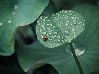 Screenshot №1 pro téma Ladybug On Leaf 320x240