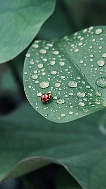 Fondo de pantalla Ladybug On Leaf 360x640