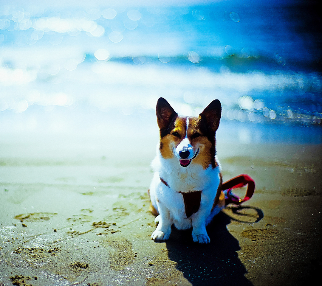 Fondo de pantalla Happy Dog At Beach 1080x960