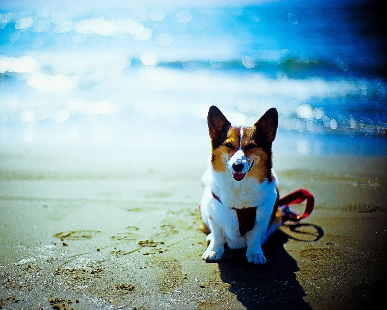 Happy Dog At Beach wallpaper 1280x1024