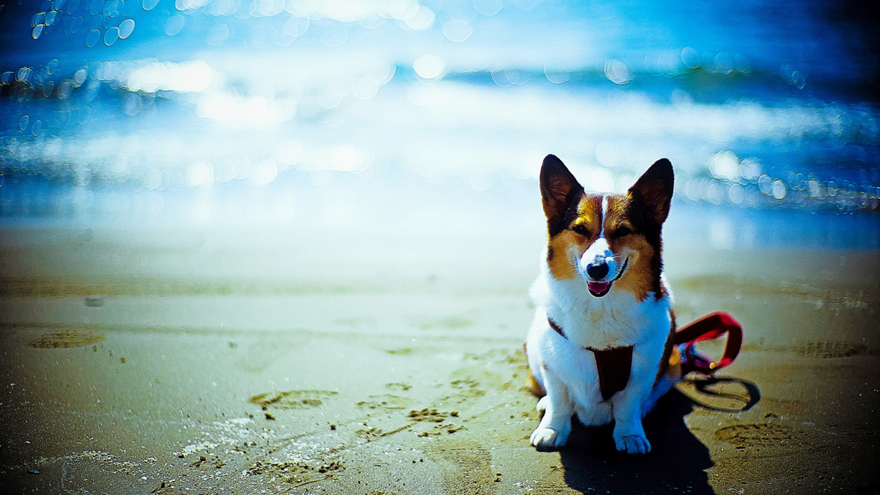Screenshot №1 pro téma Happy Dog At Beach 1280x720
