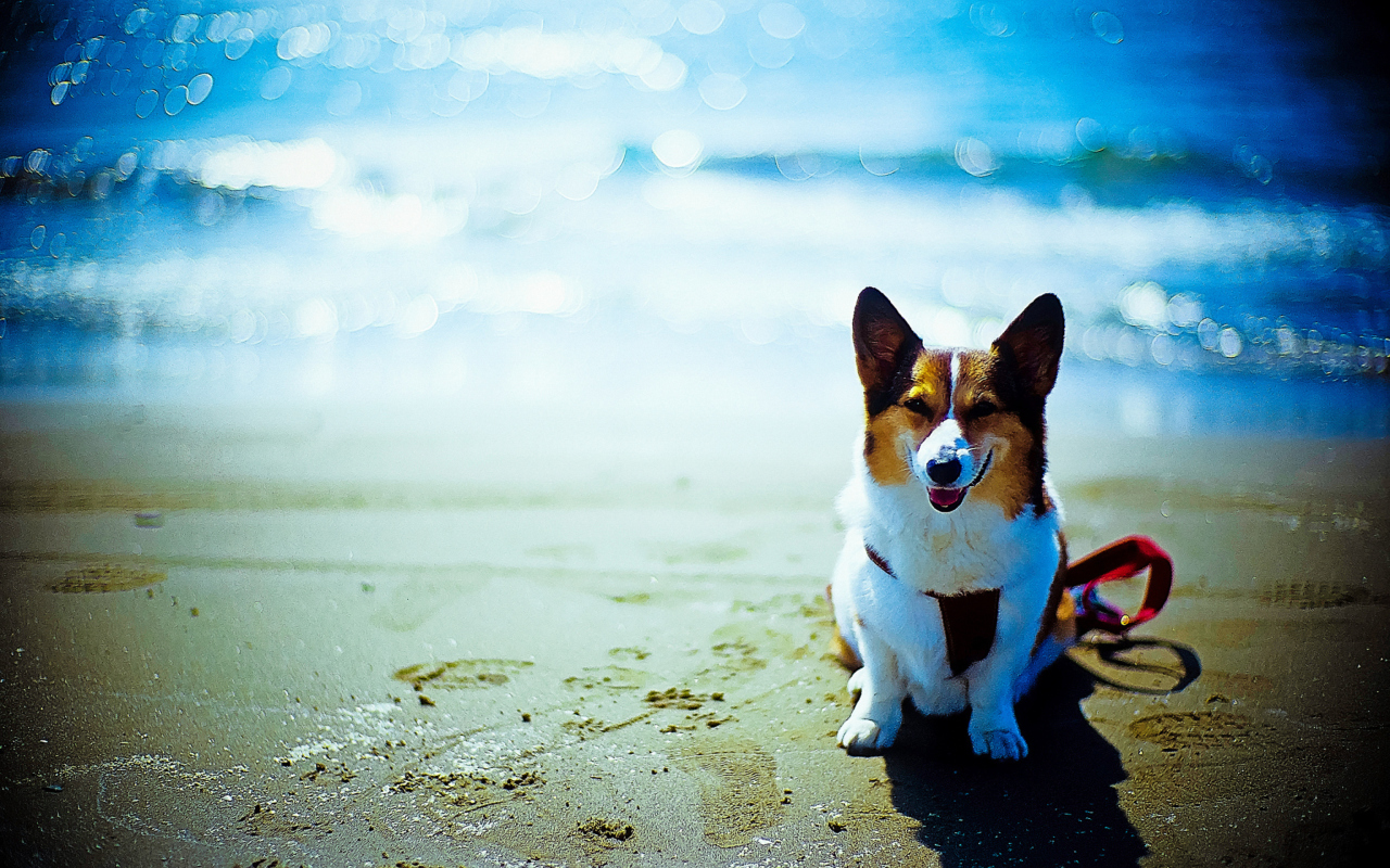 Happy Dog At Beach screenshot #1 1280x800