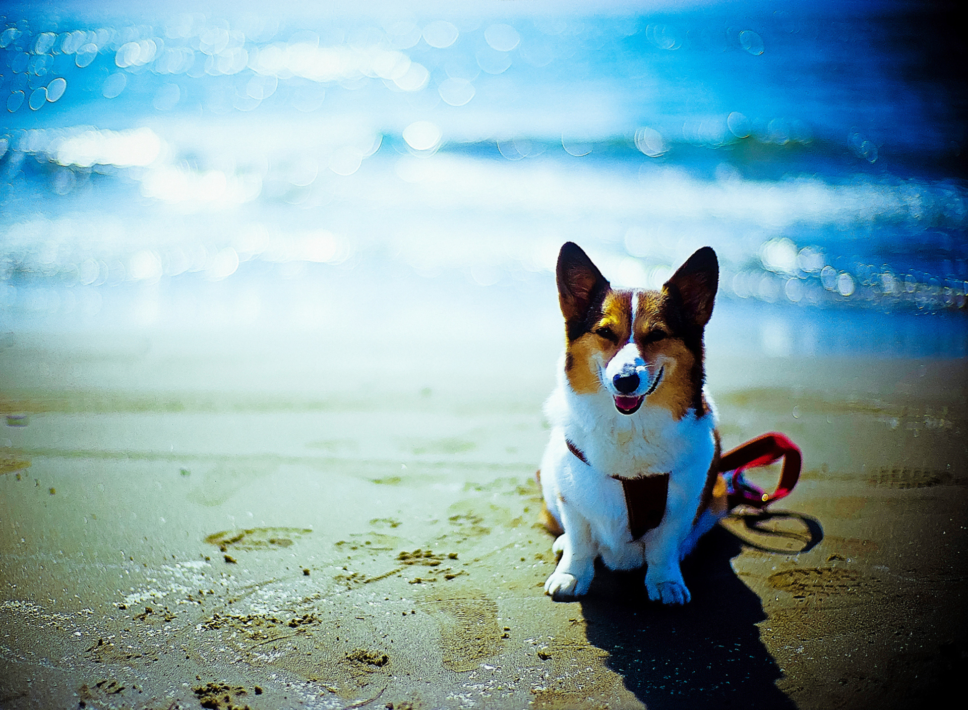 Screenshot №1 pro téma Happy Dog At Beach 1920x1408
