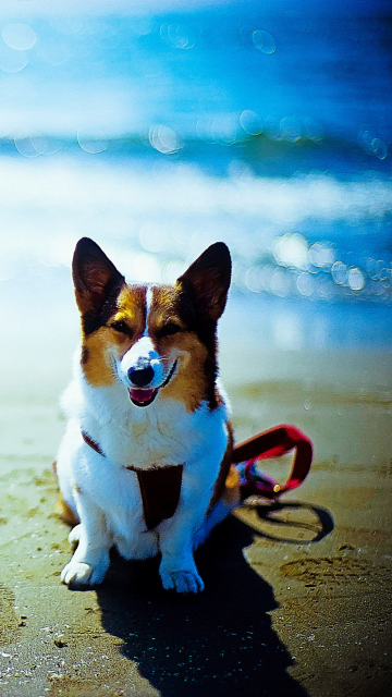 Happy Dog At Beach wallpaper 360x640