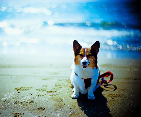Обои Happy Dog At Beach 480x400