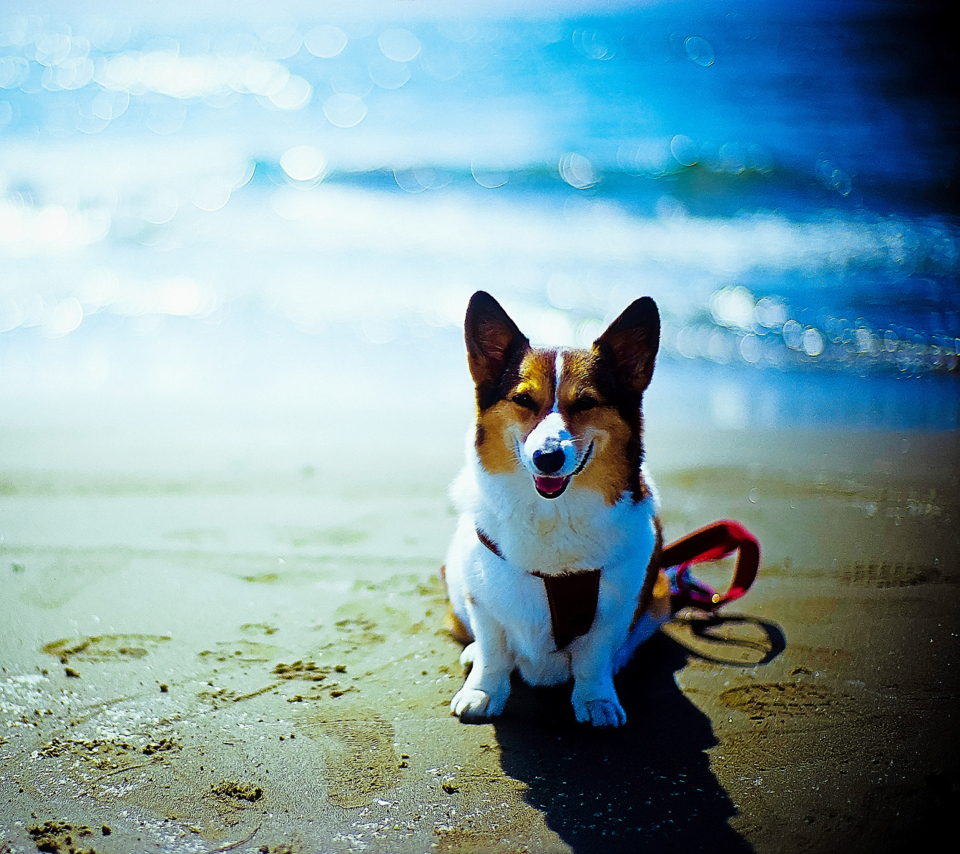 Screenshot №1 pro téma Happy Dog At Beach 960x854