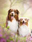 Fondo de pantalla Australian Shepherd Dogs 132x176