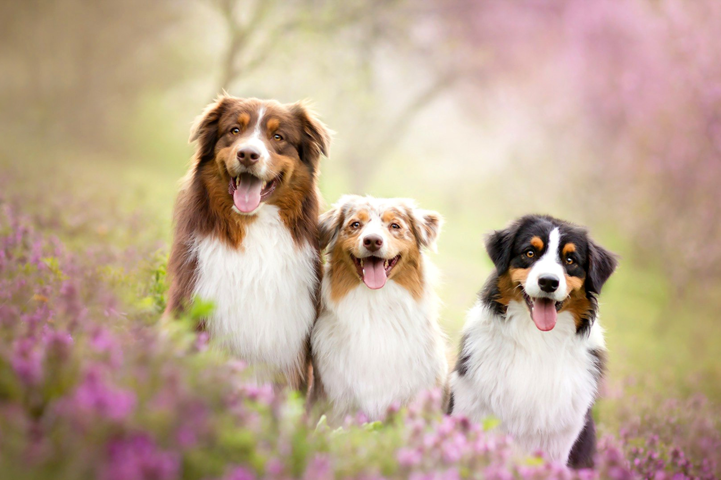 Australian Shepherd Dogs wallpaper 2880x1920