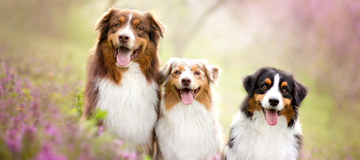 Screenshot №1 pro téma Australian Shepherd Dogs 720x320