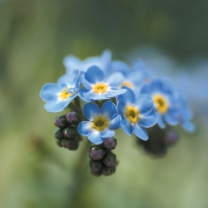 Screenshot №1 pro téma Blue Flowers 208x208