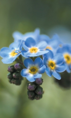 Fondo de pantalla Blue Flowers 240x400