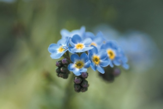 Blue Flowers - Obrázkek zdarma pro Samsung Galaxy S5