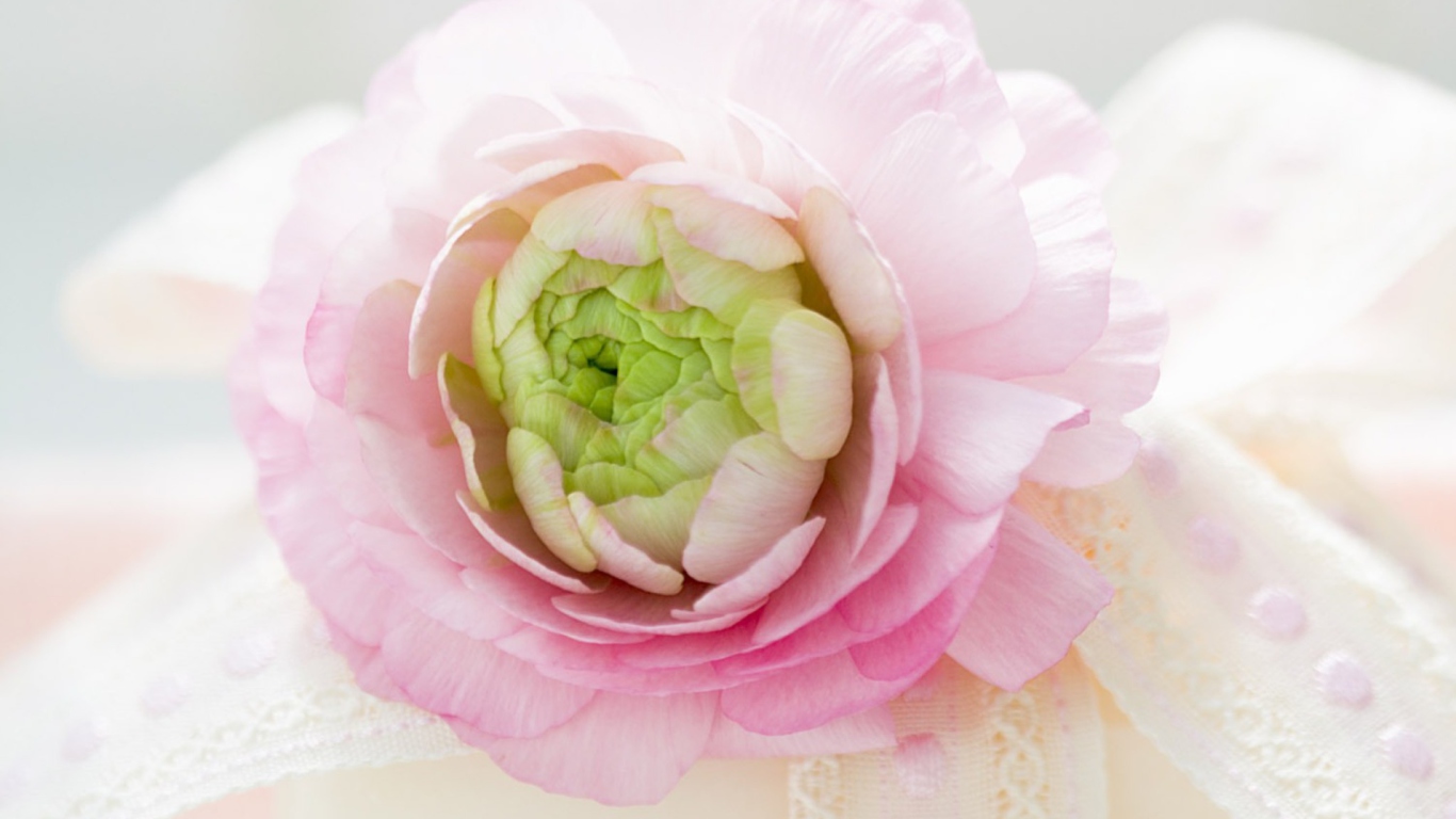 Peony wallpaper 1366x768