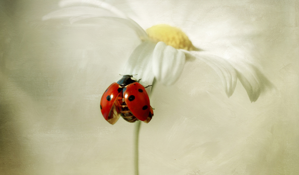 Ladybug On Daisy wallpaper 1024x600