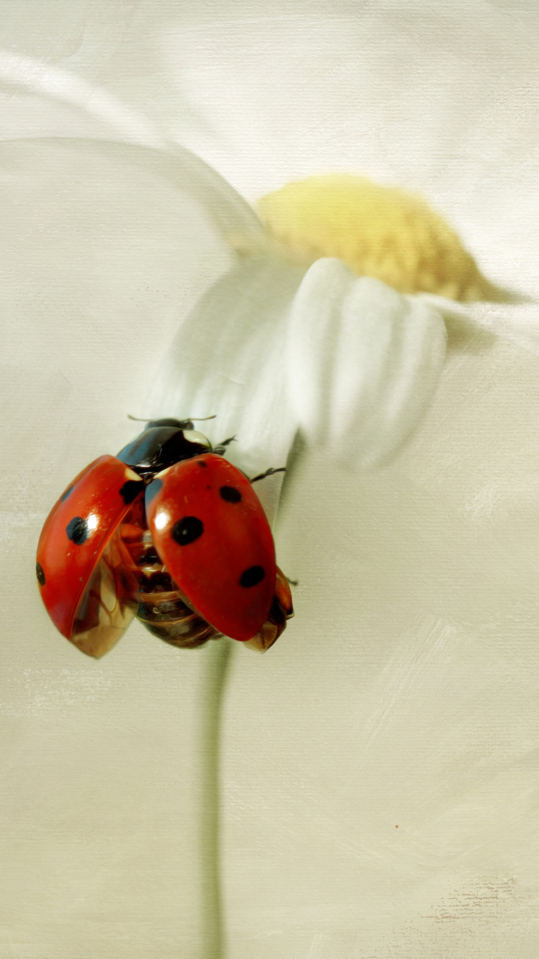 Sfondi Ladybug On Daisy 1080x1920