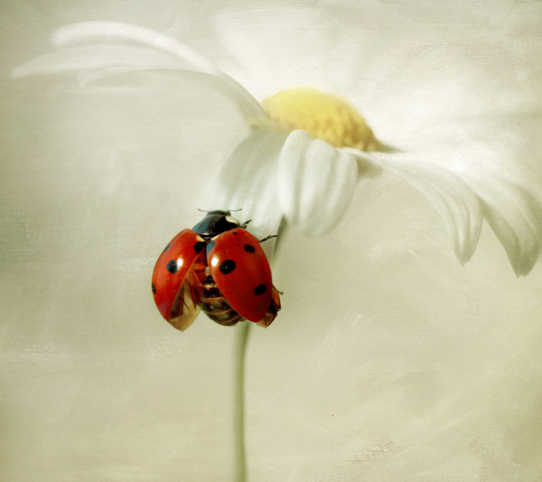 Обои Ladybug On Daisy 1080x960
