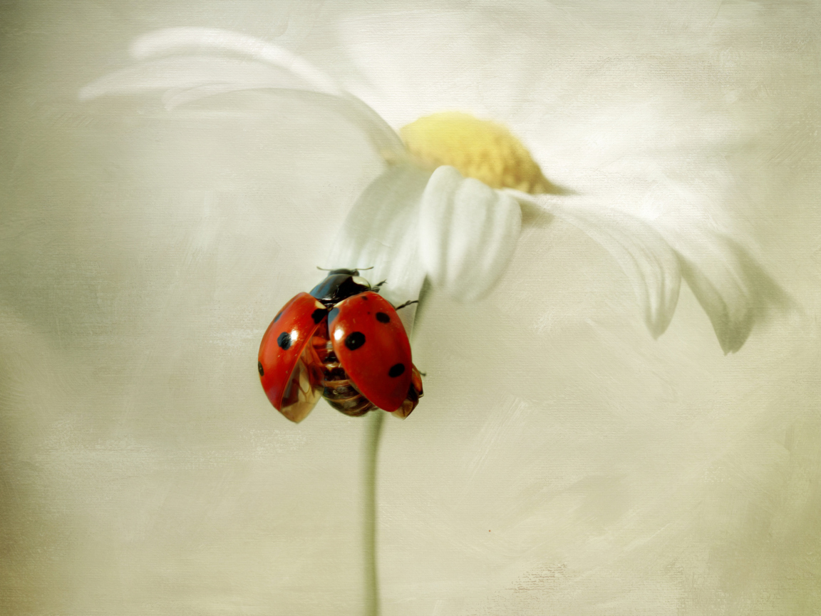 Fondo de pantalla Ladybug On Daisy 1152x864