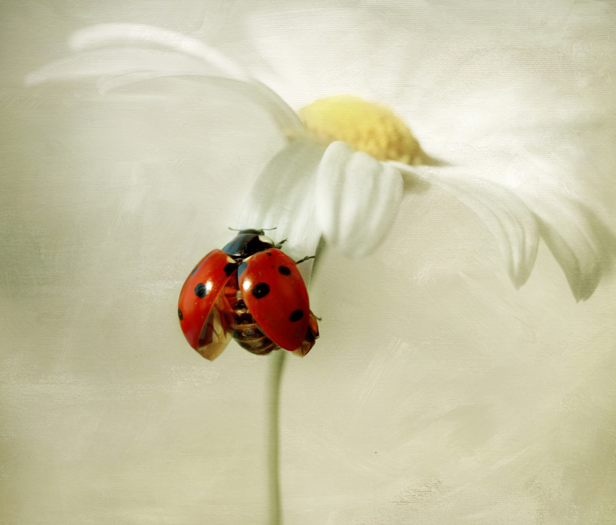 Fondo de pantalla Ladybug On Daisy 1200x1024