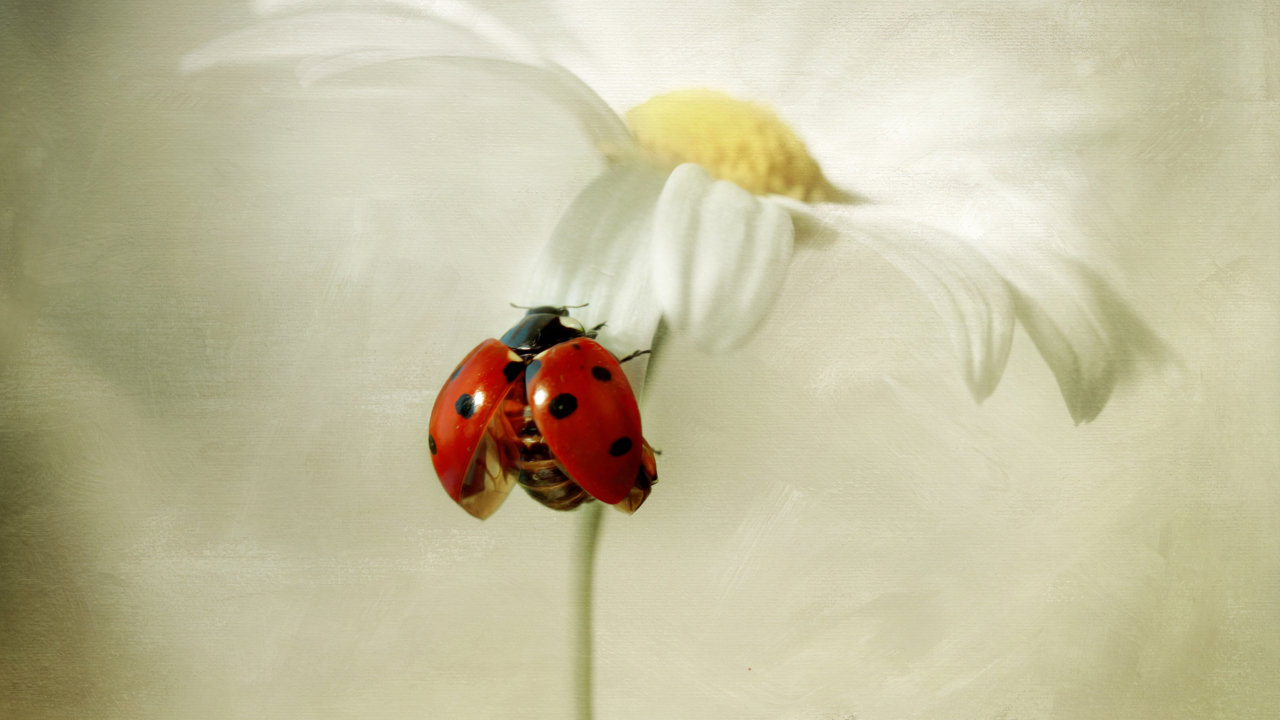 Ladybug On Daisy wallpaper 1280x720