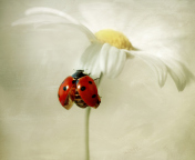 Fondo de pantalla Ladybug On Daisy 176x144