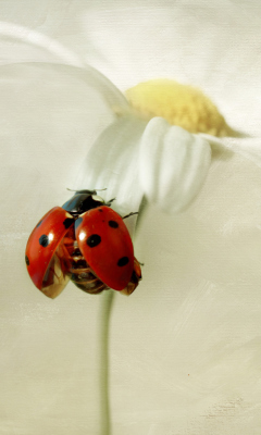 Ladybug On Daisy wallpaper 240x400
