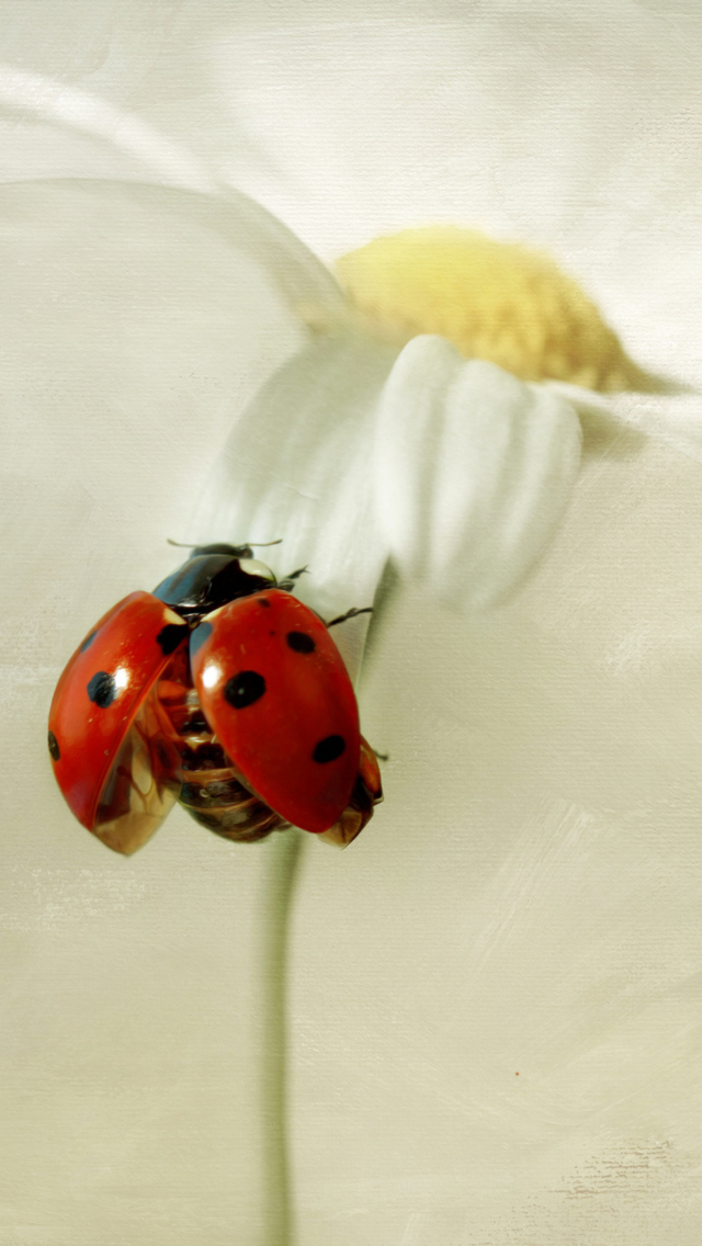 Das Ladybug On Daisy Wallpaper 640x1136