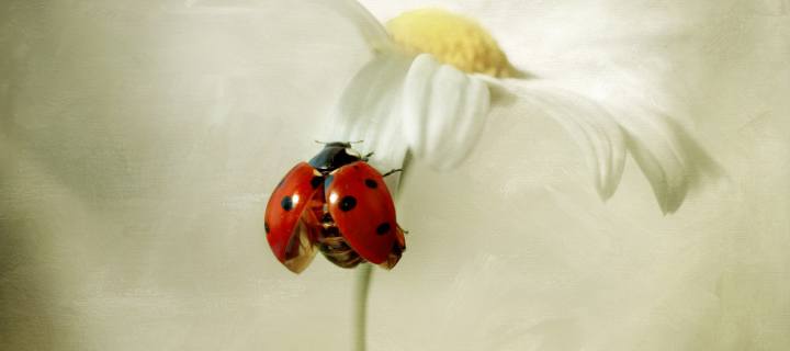 Fondo de pantalla Ladybug On Daisy 720x320