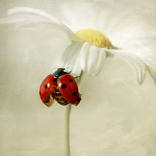 Kostenloses Ladybug On Daisy Wallpaper für 2048x2048