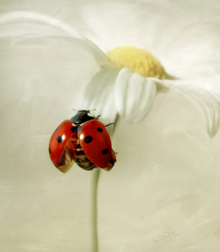 Kostenloses Ladybug On Daisy Wallpaper für 750x1334