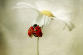Kostenloses Ladybug On Daisy Wallpaper für Android, iPhone und iPad