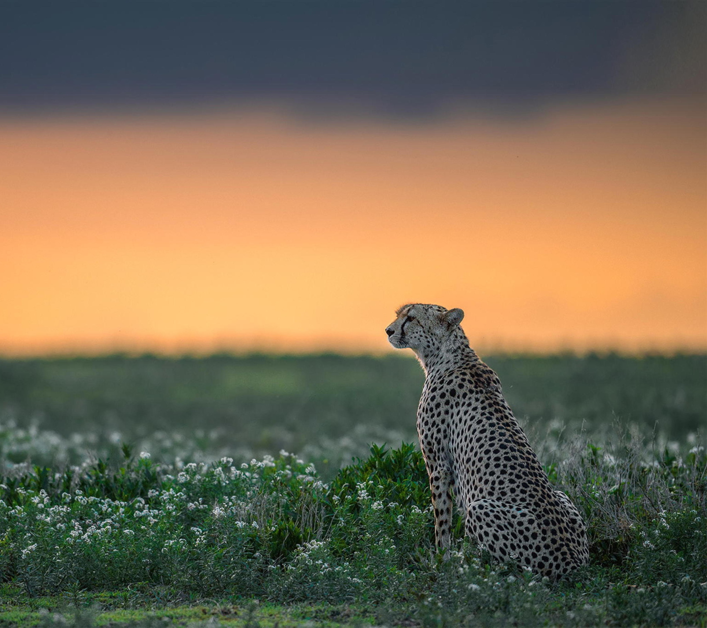 Sfondi Cheetah 1440x1280