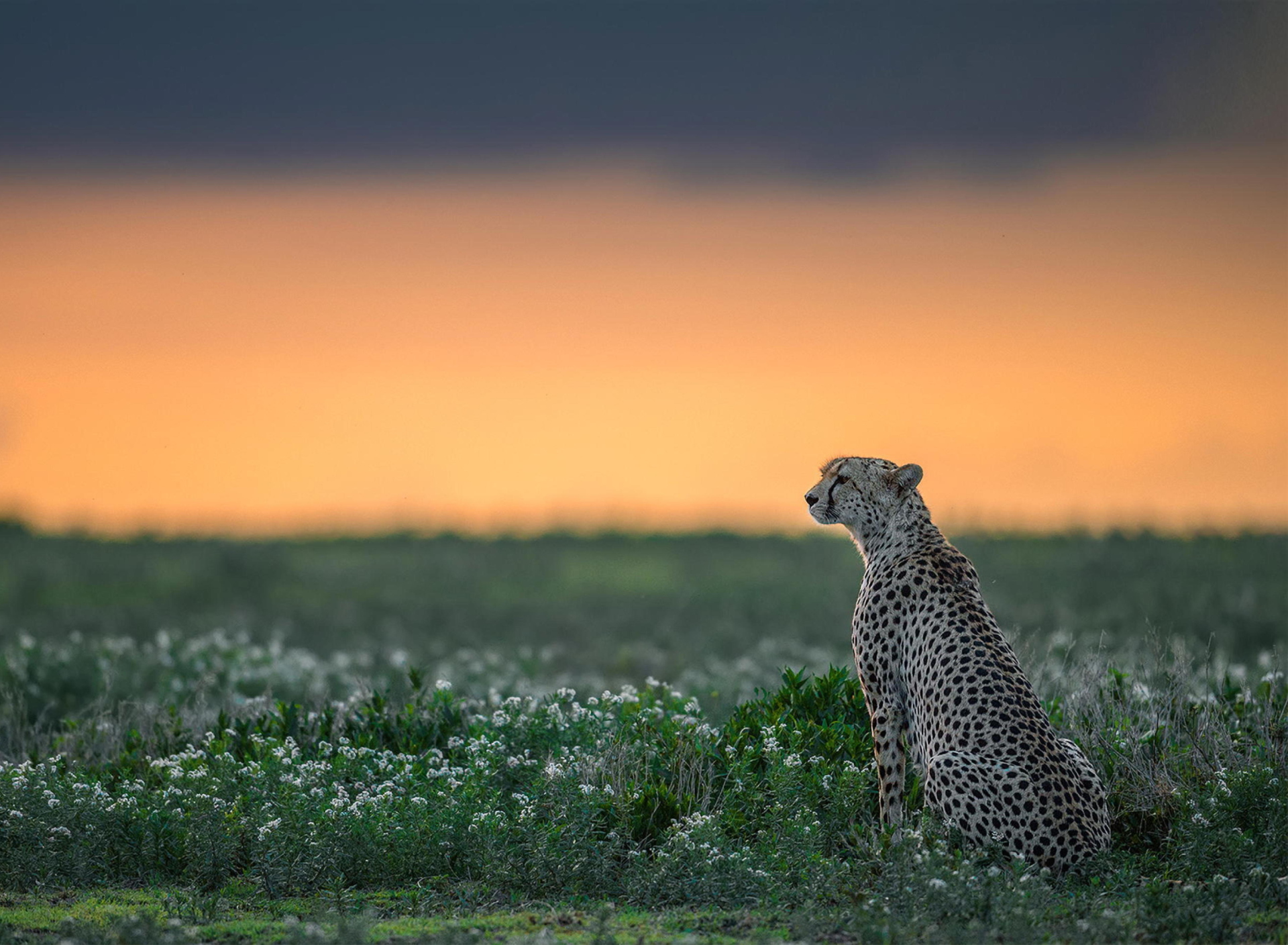 Fondo de pantalla Cheetah 1920x1408