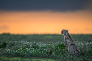 Free Cheetah Picture for Android, iPhone and iPad