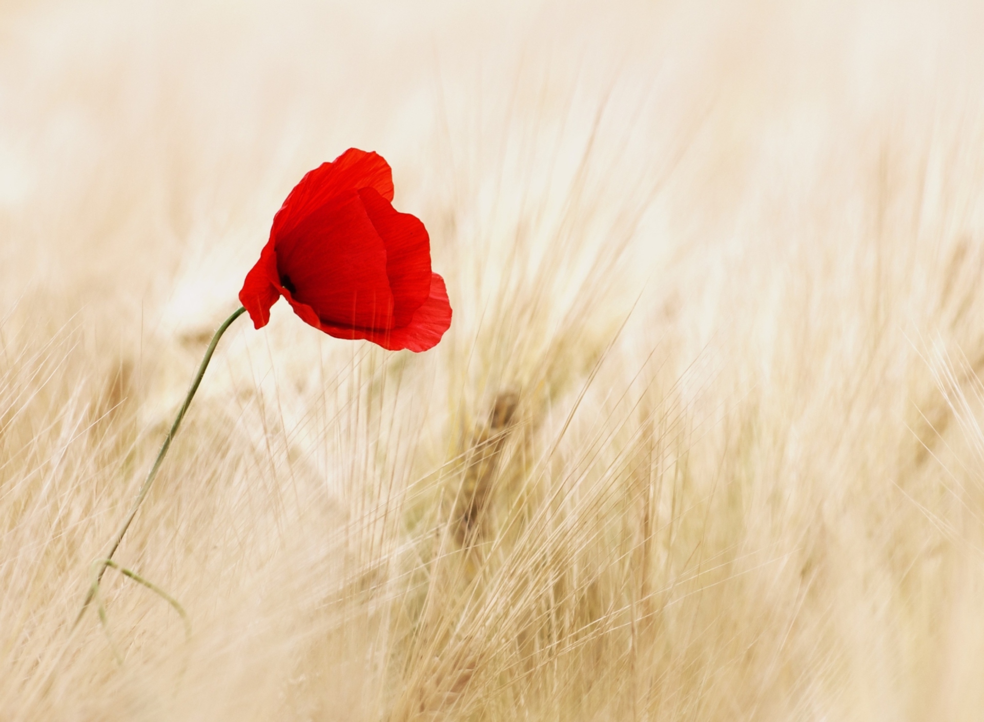 Fondo de pantalla Pretty Single Poppy 1920x1408