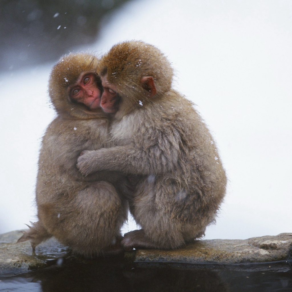 Monkey Love wallpaper 1024x1024